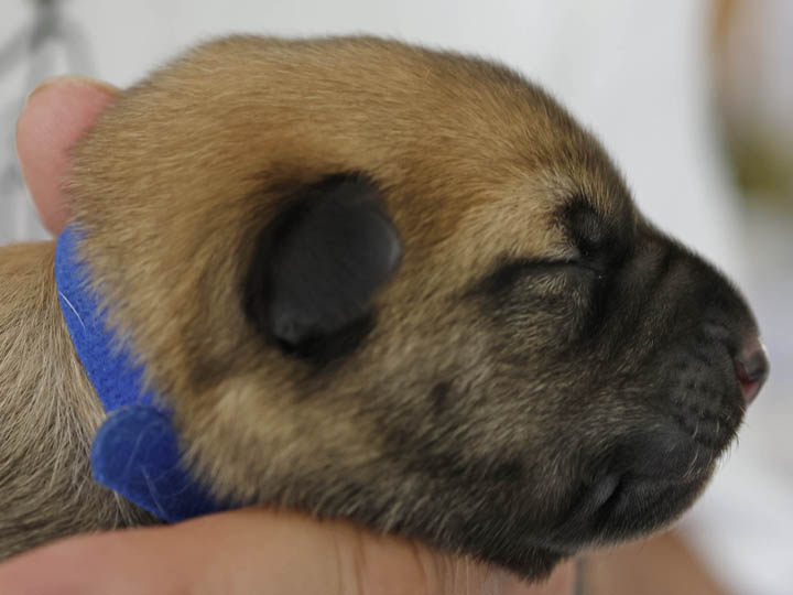 chinook puppy